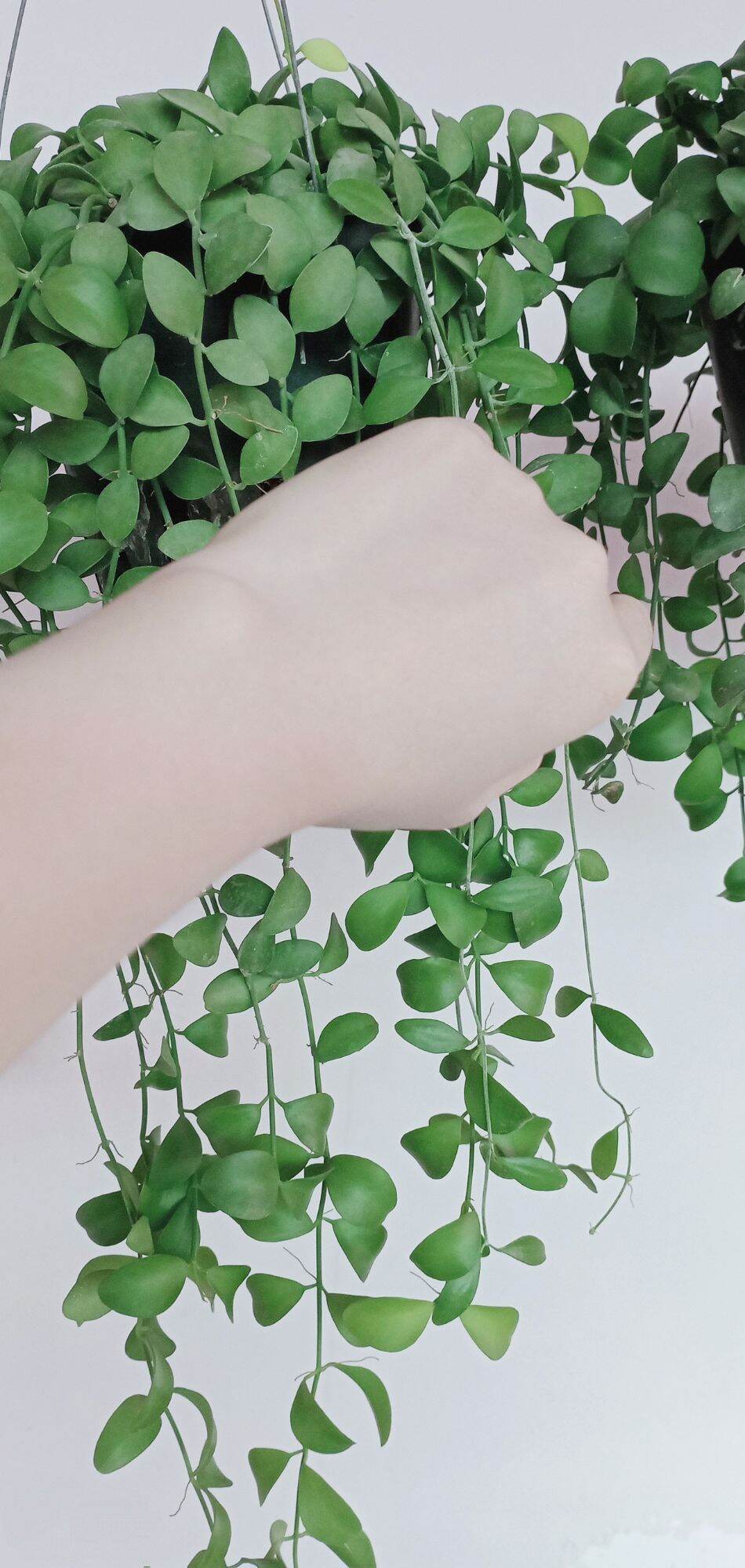 Kem Cốt Siêu Hấp Trắng Da - Khử Thâm - Mịn Da ( hộp 500g)