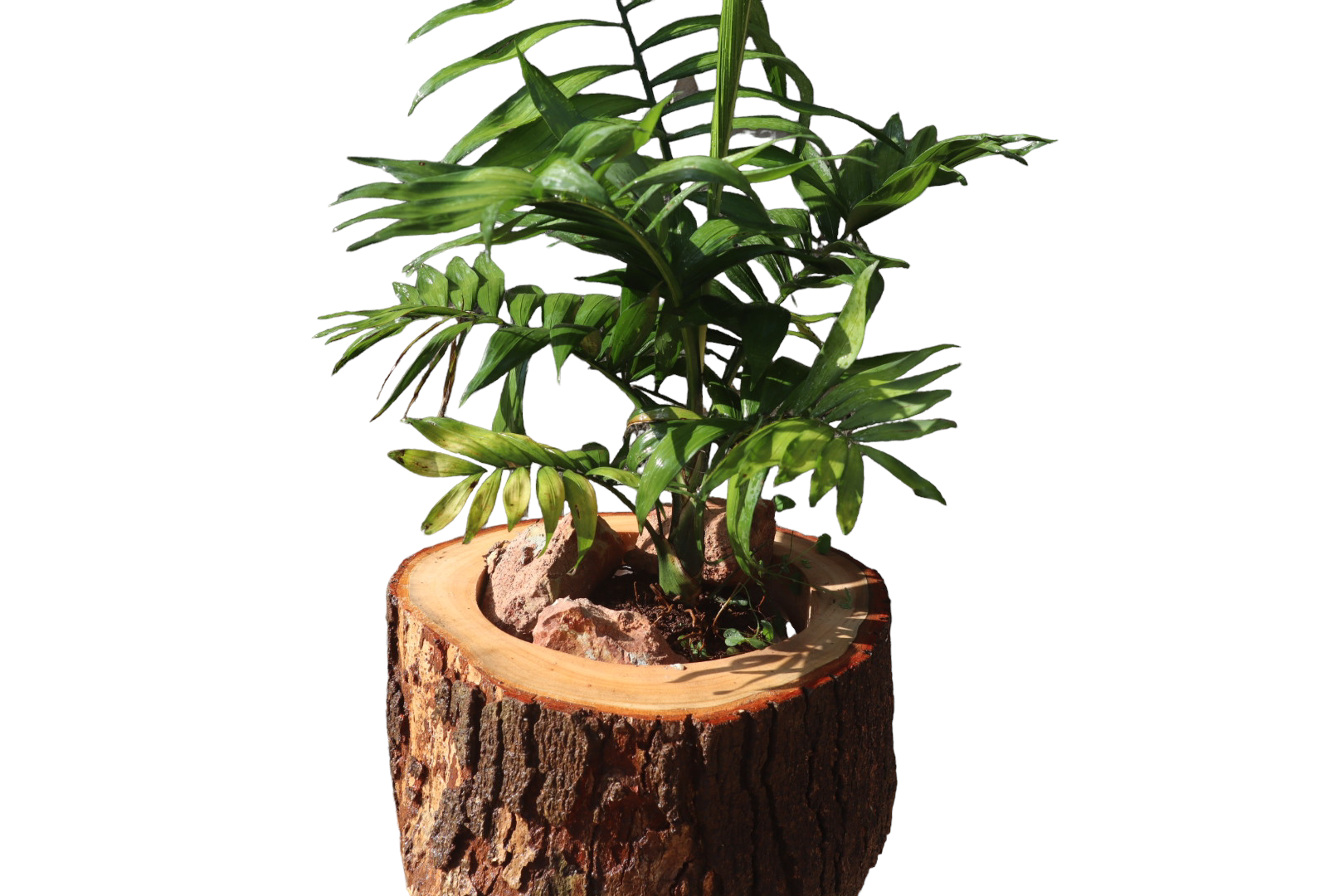 Chậu gỗ, chậu trồng hoa kiểng, sen đá, phong lan- Trang trí bàn làm việc, sân vườn, cửa sổ - Gỗ tự nhiên- Size đại