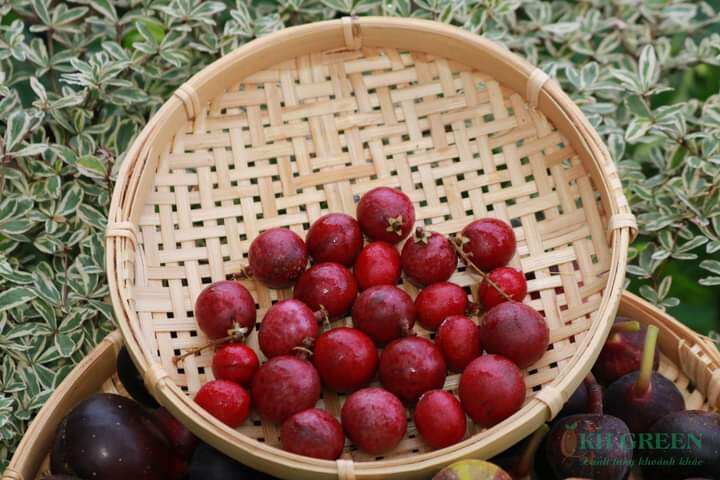 cây giống nhãn long tím