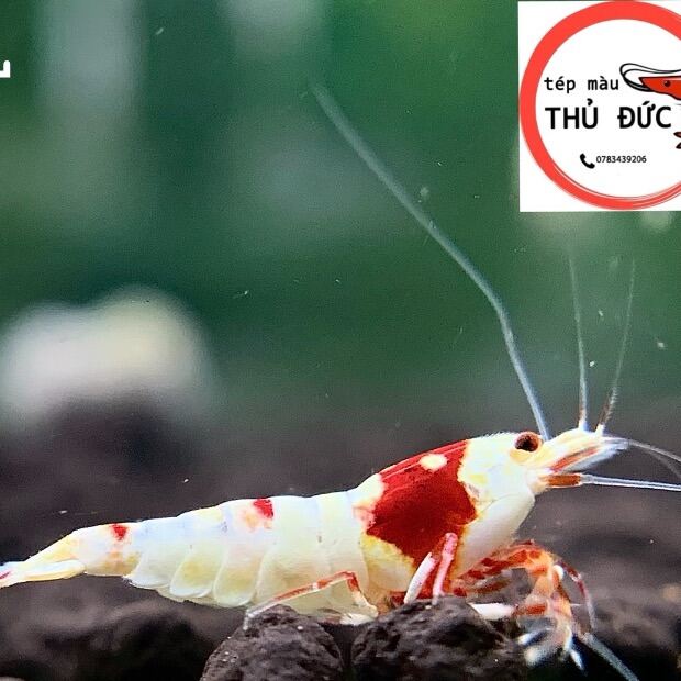 Tép ong đỏ trang trí bể thuỷ sinh