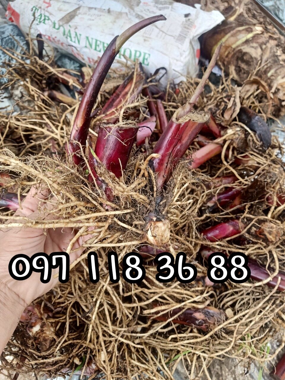 1kg củ giống dong riềng đỏ