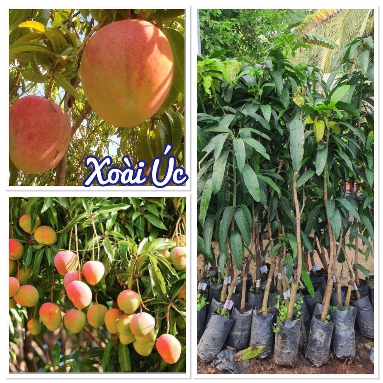 Cây giống xoài Úc