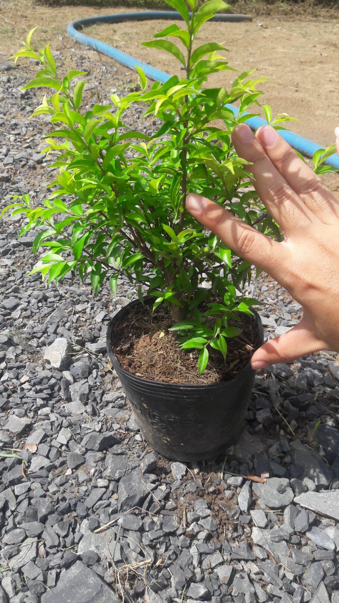 @7798467O2 ZL Mai chiếu thủy lá trung giống