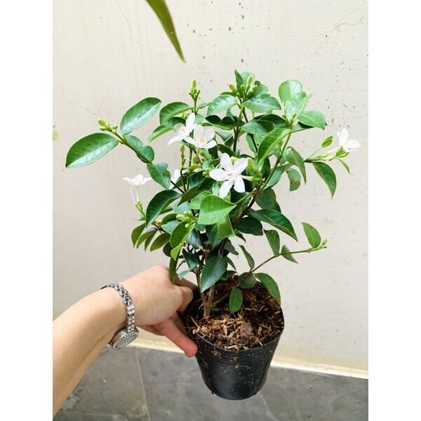 Cây mai chỉ thiên