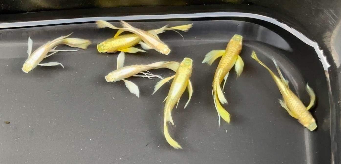 cá 7 màu full gold ribon