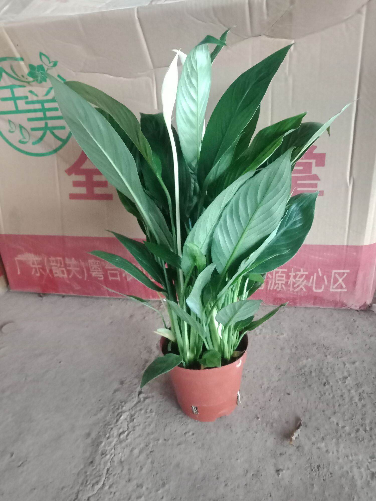 cây lan ý để bàn