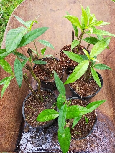 Cây giống lá đắng - đặc sản rau rừng tây nguyên