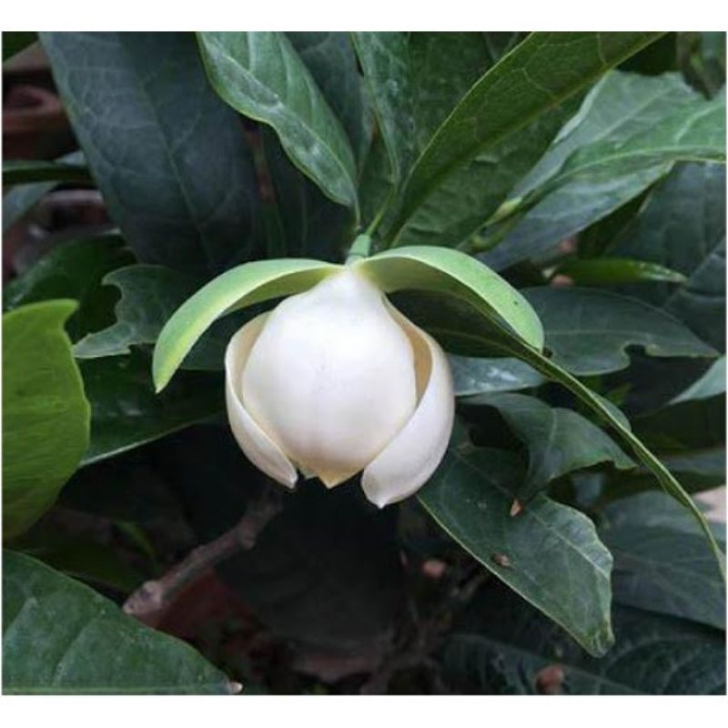 Cây hoa dạ hợp hương đang nụ hoa