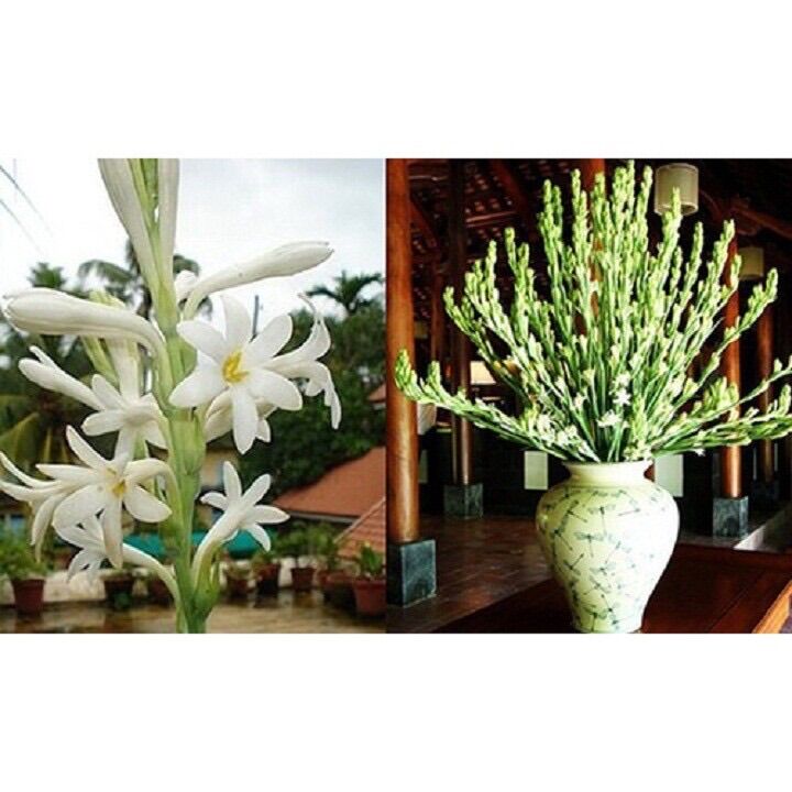 Củ giống Hoa Huệ Ta trắng thơm sỉ 5k( set 5 củ)