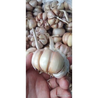 500g tỏi củ to dễ lột