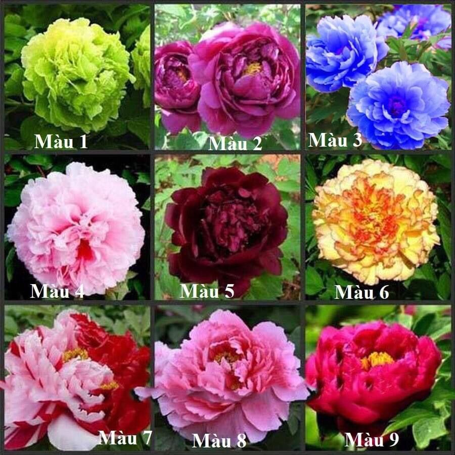 Củ Hoa Mẫu Đơn Cánh Kép(1 củ)