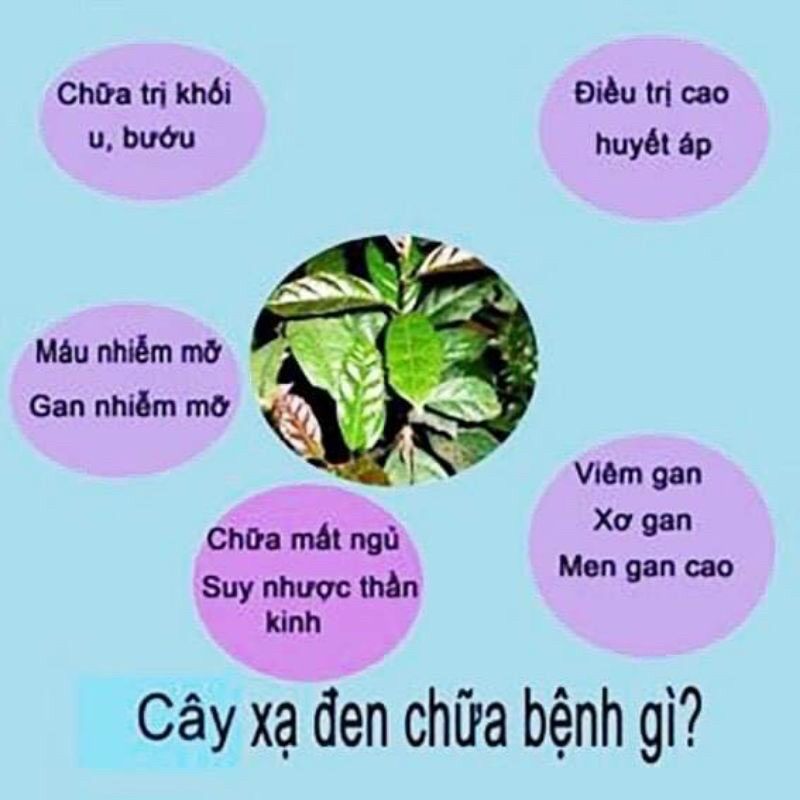 Trà gạo lứt xạ đen thảo mộc thải độc mát gan