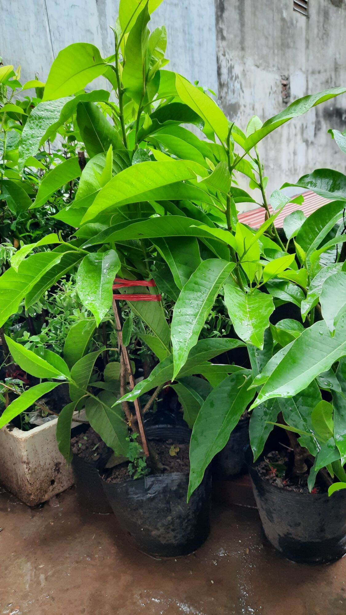 CÂY HOA NGỌC LAN TRẮNG