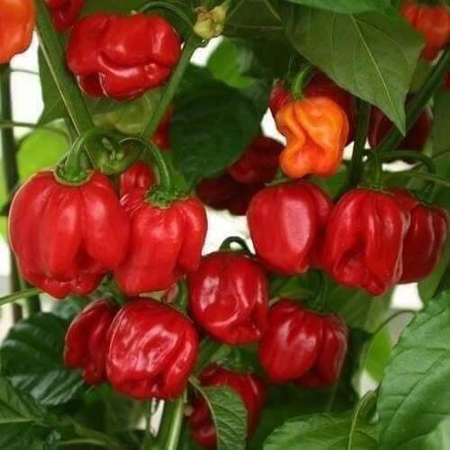 HẠT ỚT SIÊU CAY RED HABANERO gói 5 hạt