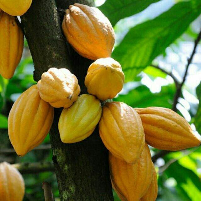[HCM]Bột cacao nguyên chất hộp 500g