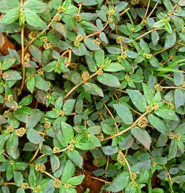Cây cỏ sữa lá to