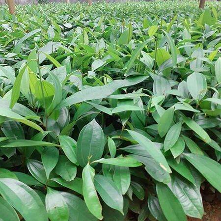 Combo 20 cây quế giống