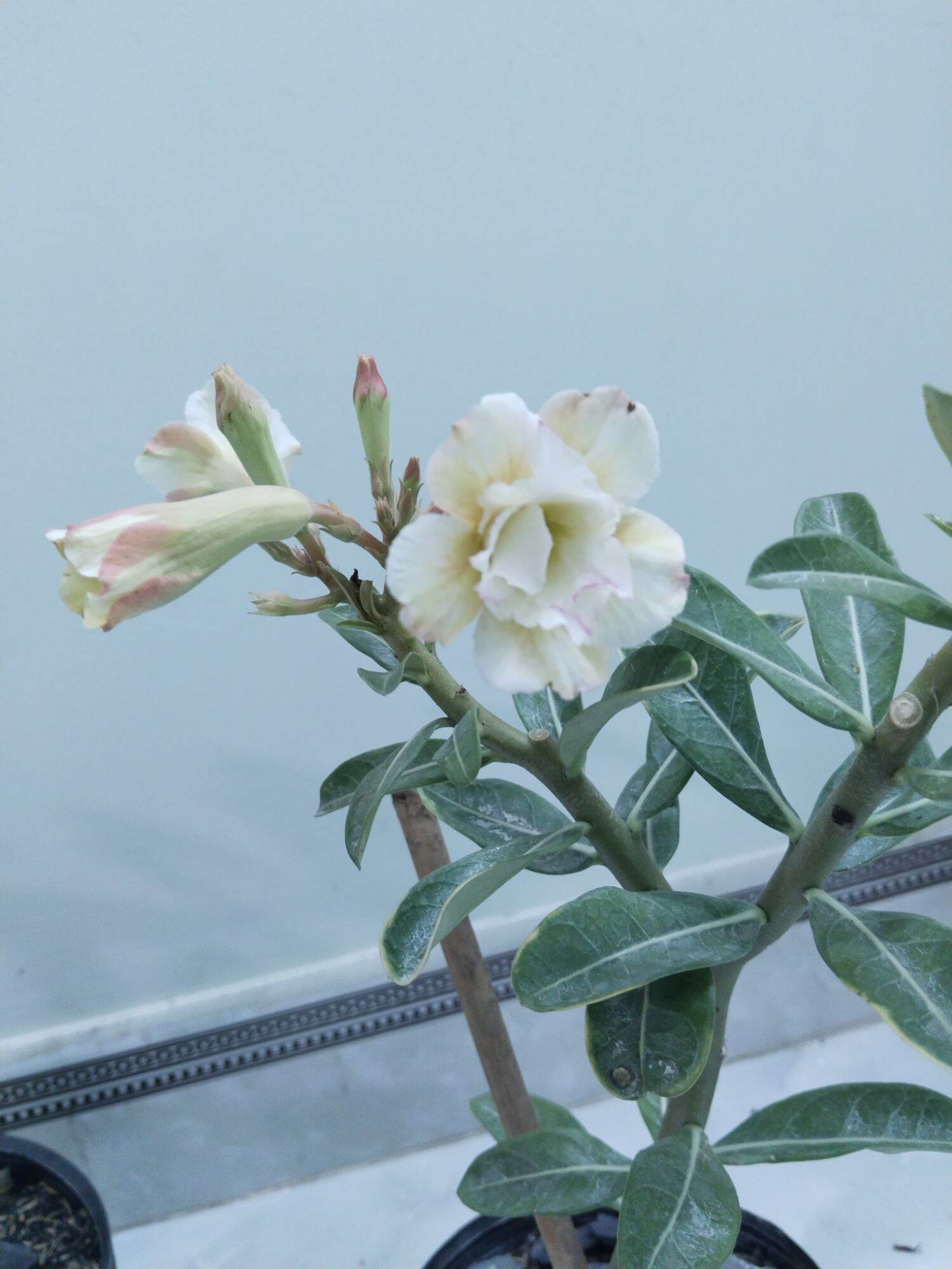 Cây sứ hạt lai tạo hoa như hình