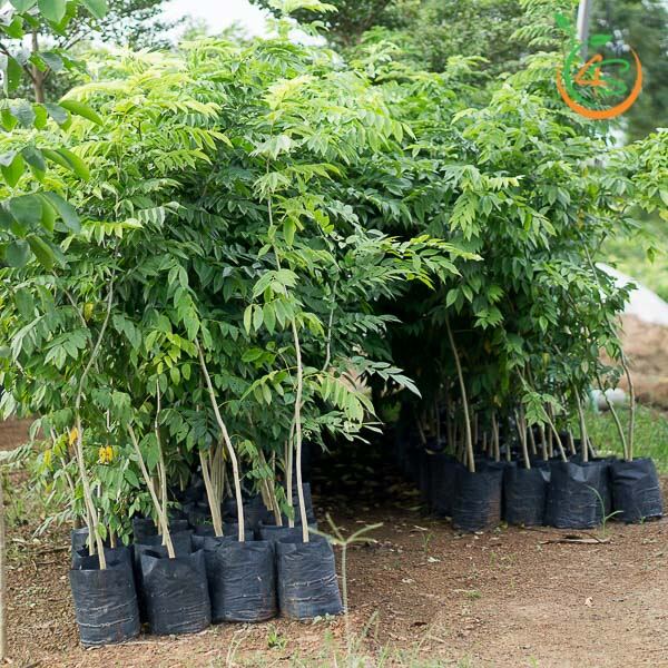 COMBO mua 5 cây sưa tặng 1cây. cao 60-100cm