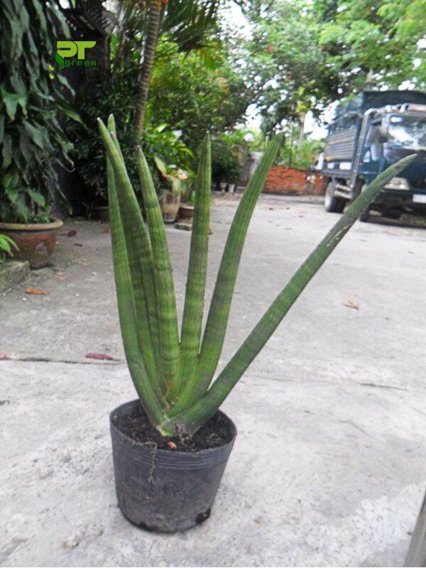 1 bộ cây nanh voi