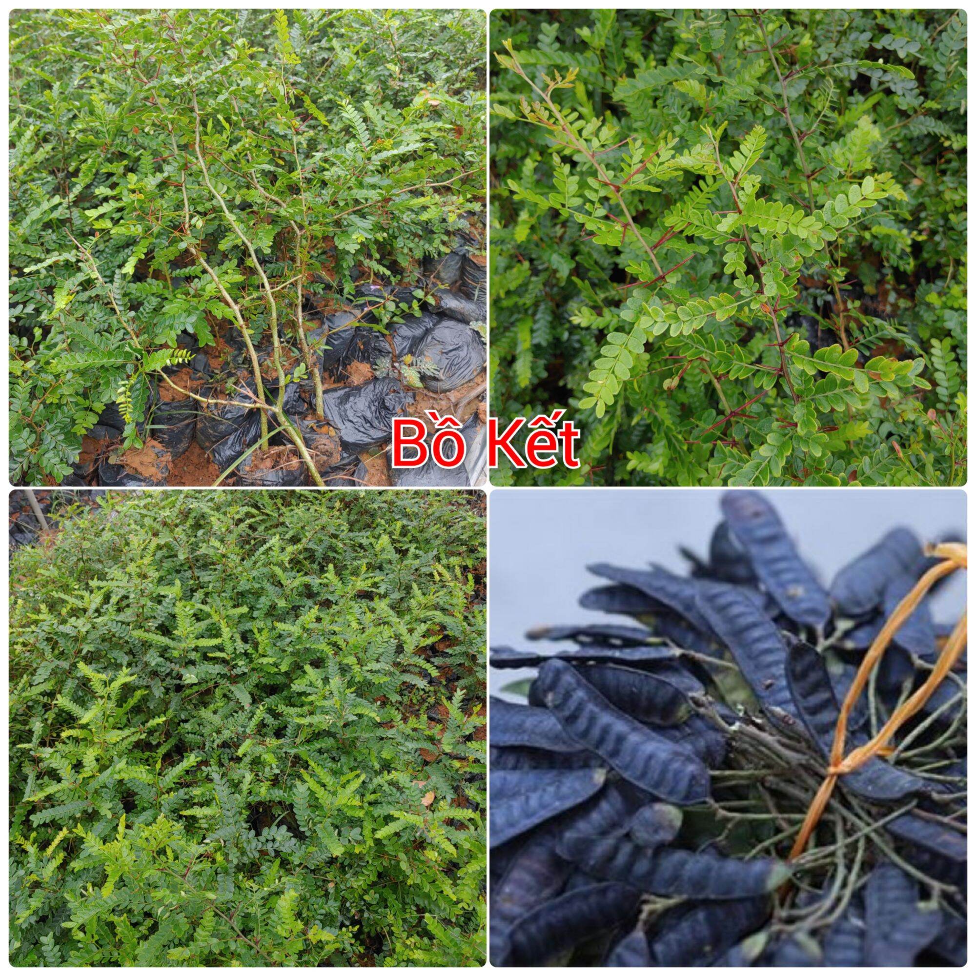 Cây giống Bồ Kết