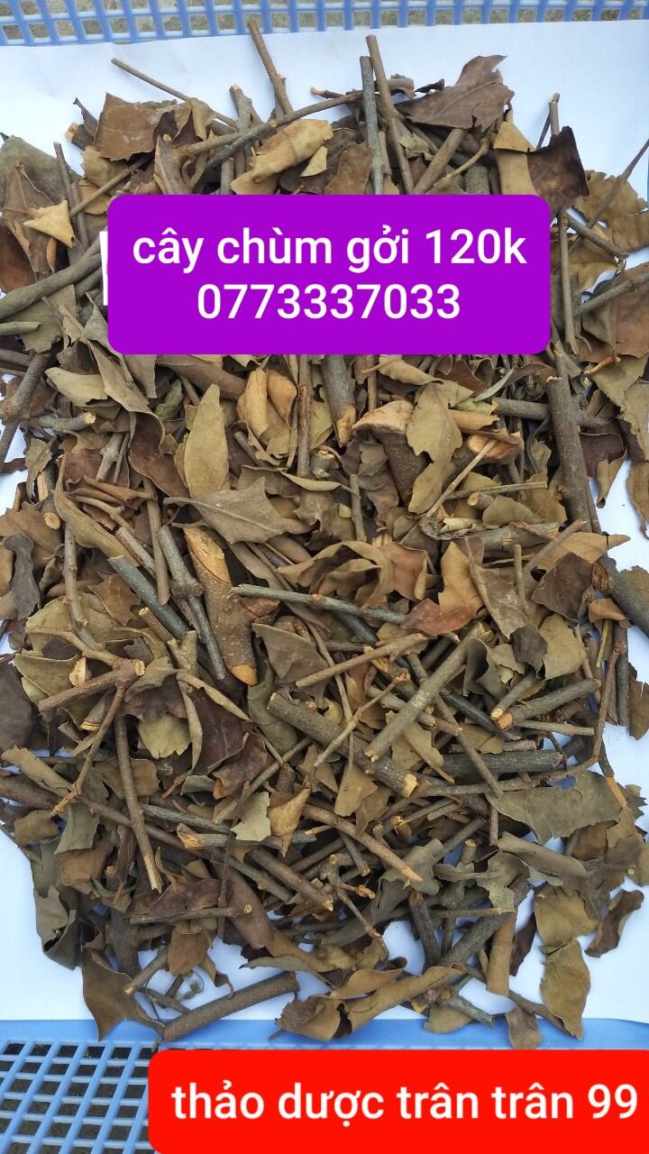 cây chùm gởi phơi khô 1kg