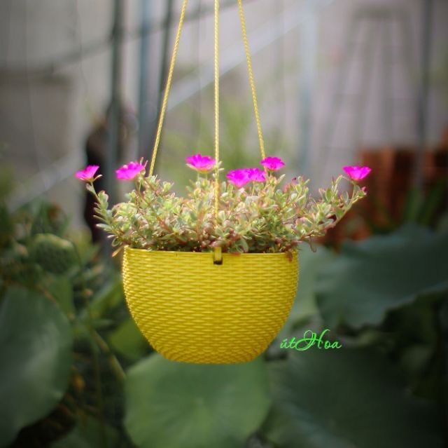 Chậu Treo Mây Nhỏ (Kèm Quai Treo)