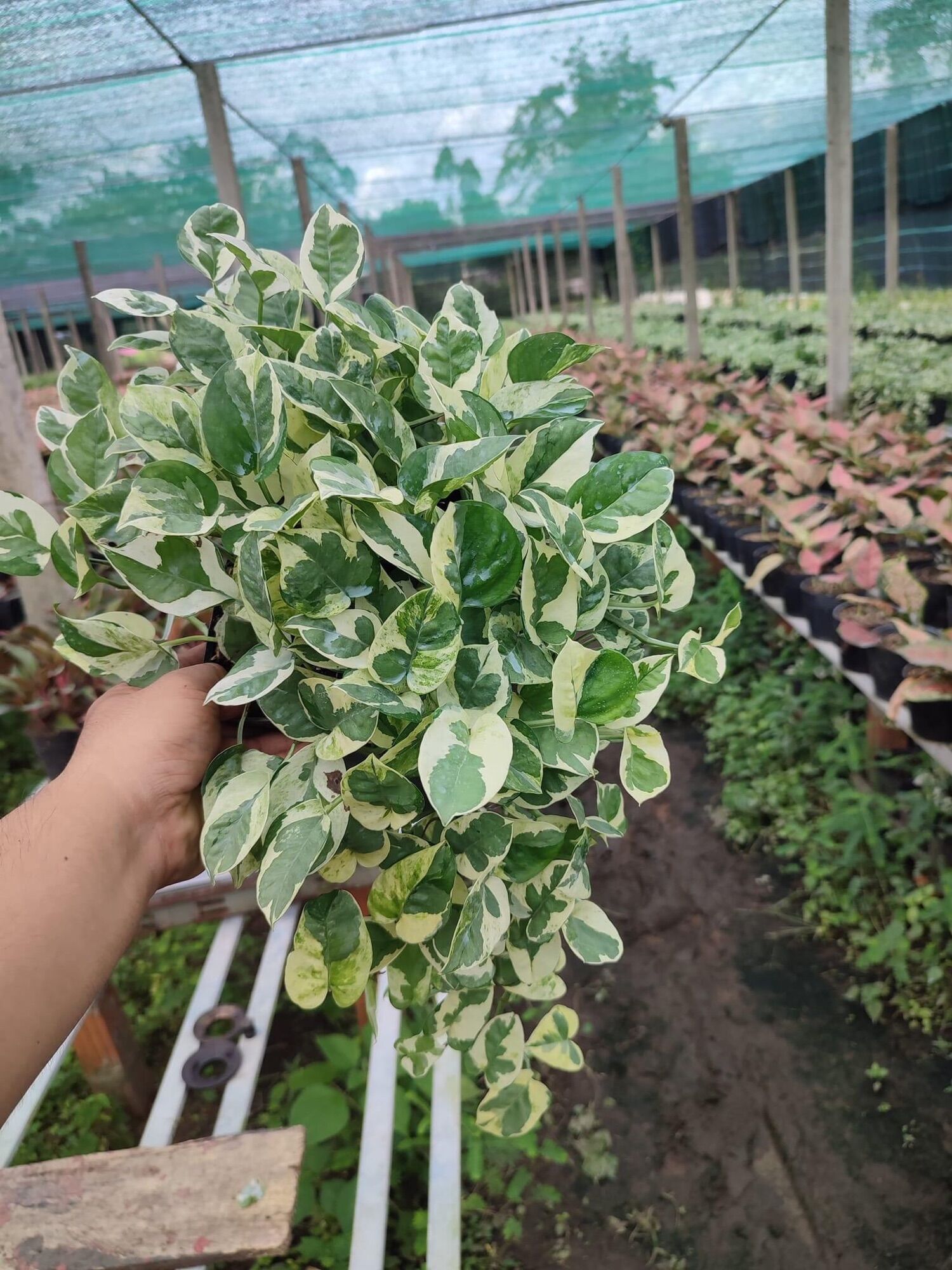 Chậu cây trầu bà Ngọc thủy lớn