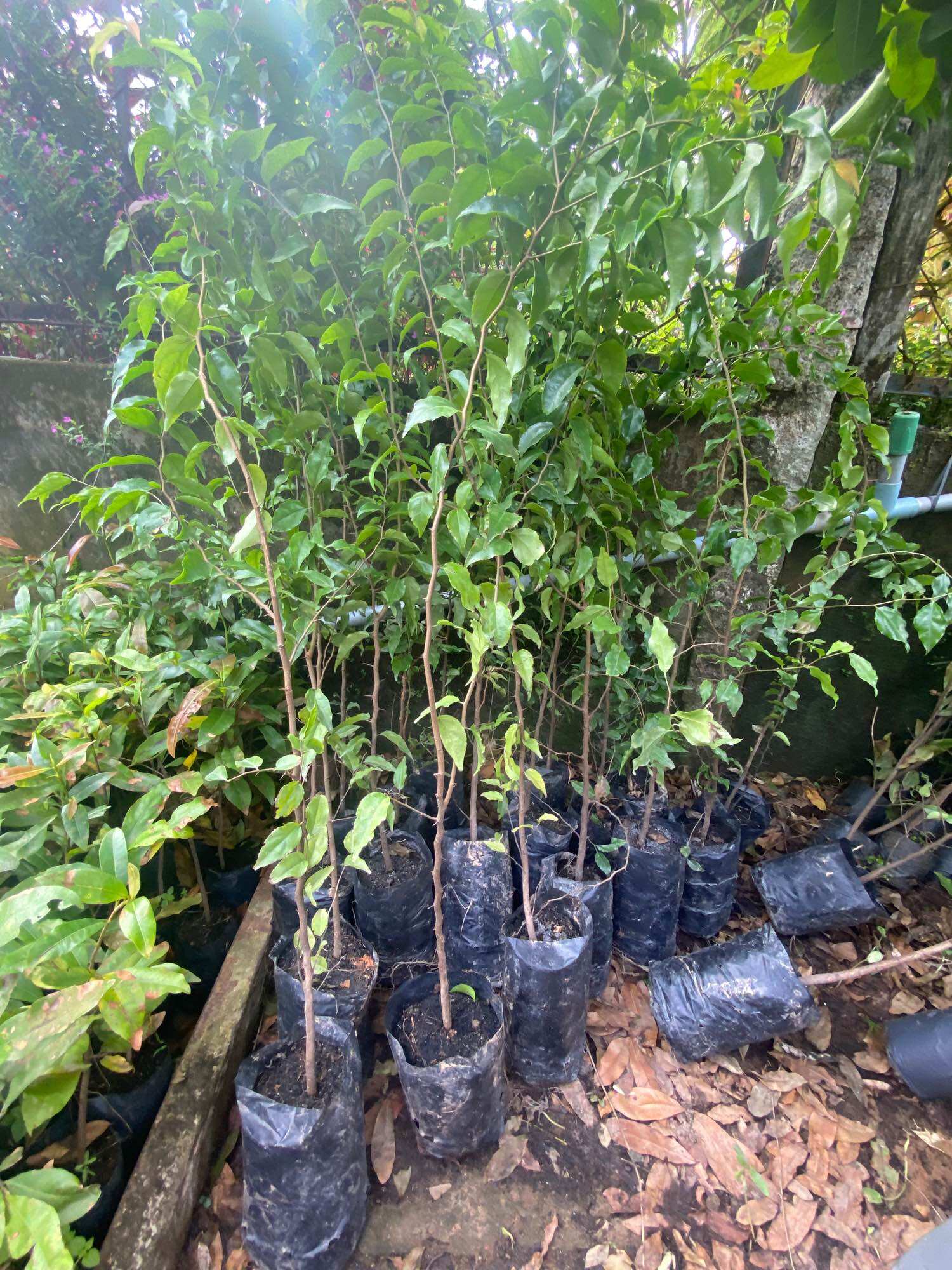 Cây hồng quân thái ( cây giống )cao 60-70 cm