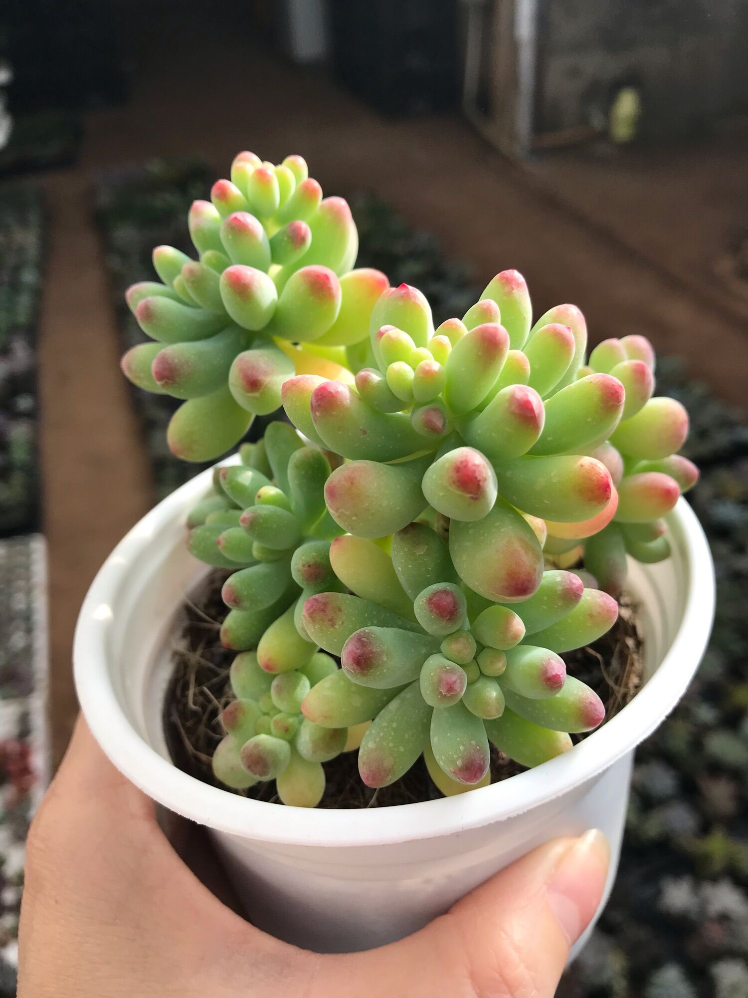 Sen đá ngọc mỹ cute size trung
