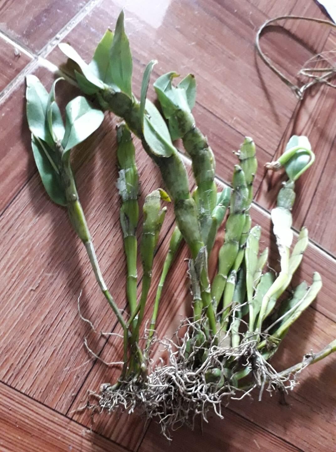 Hoa Lan quý hiếm Trần tuấn(1 bó hình cuối) vv