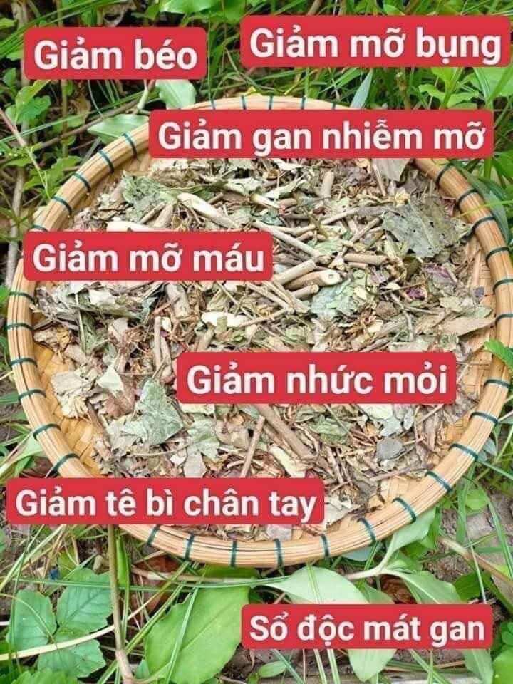 Lá Nam Giảm cân Cô Gái Núi