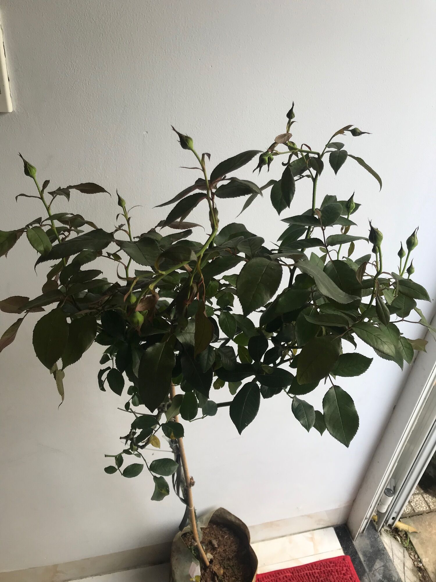 Hoa hồng ngoại thân tree Molineux rose
