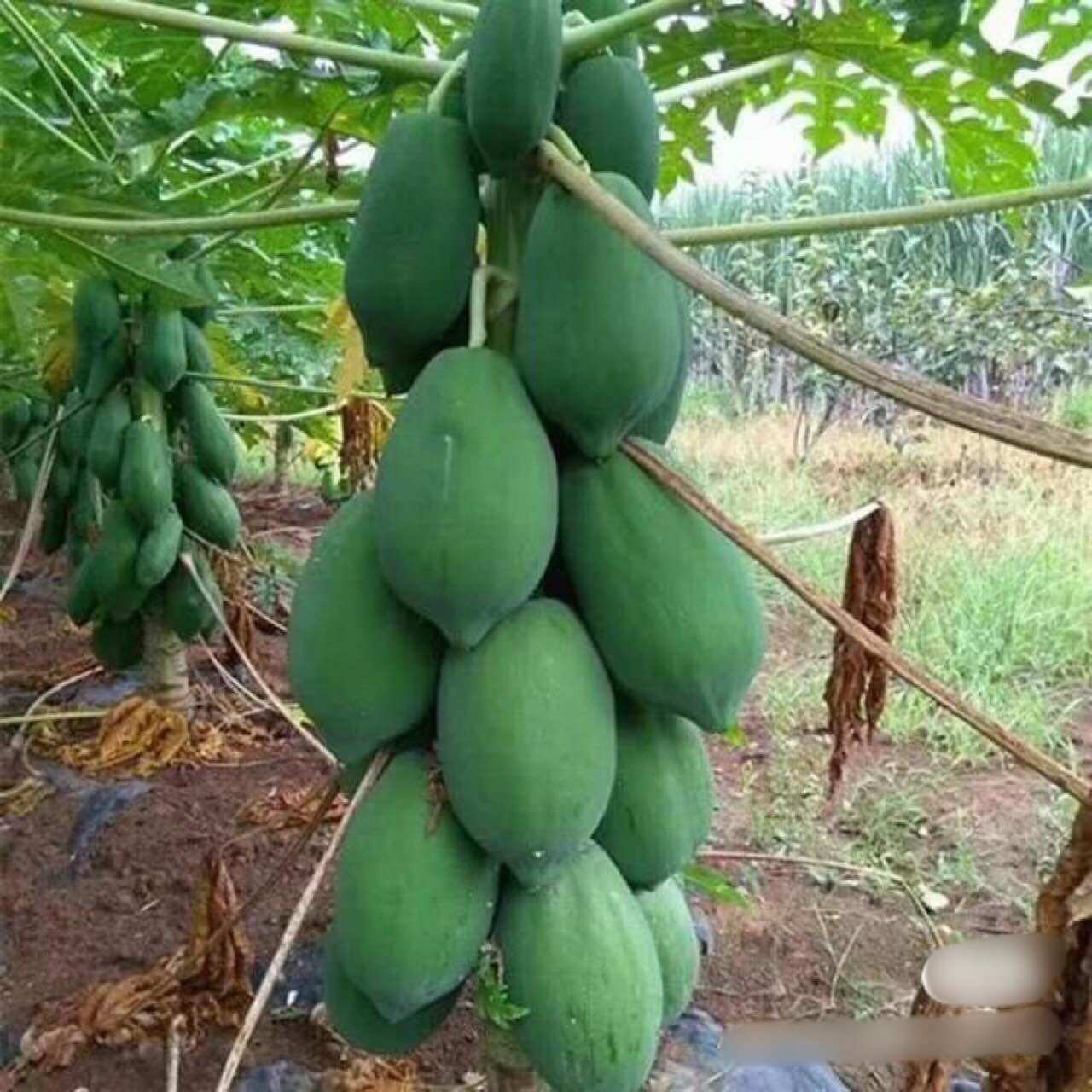 20 hạt giống đu đủ siêu lùn