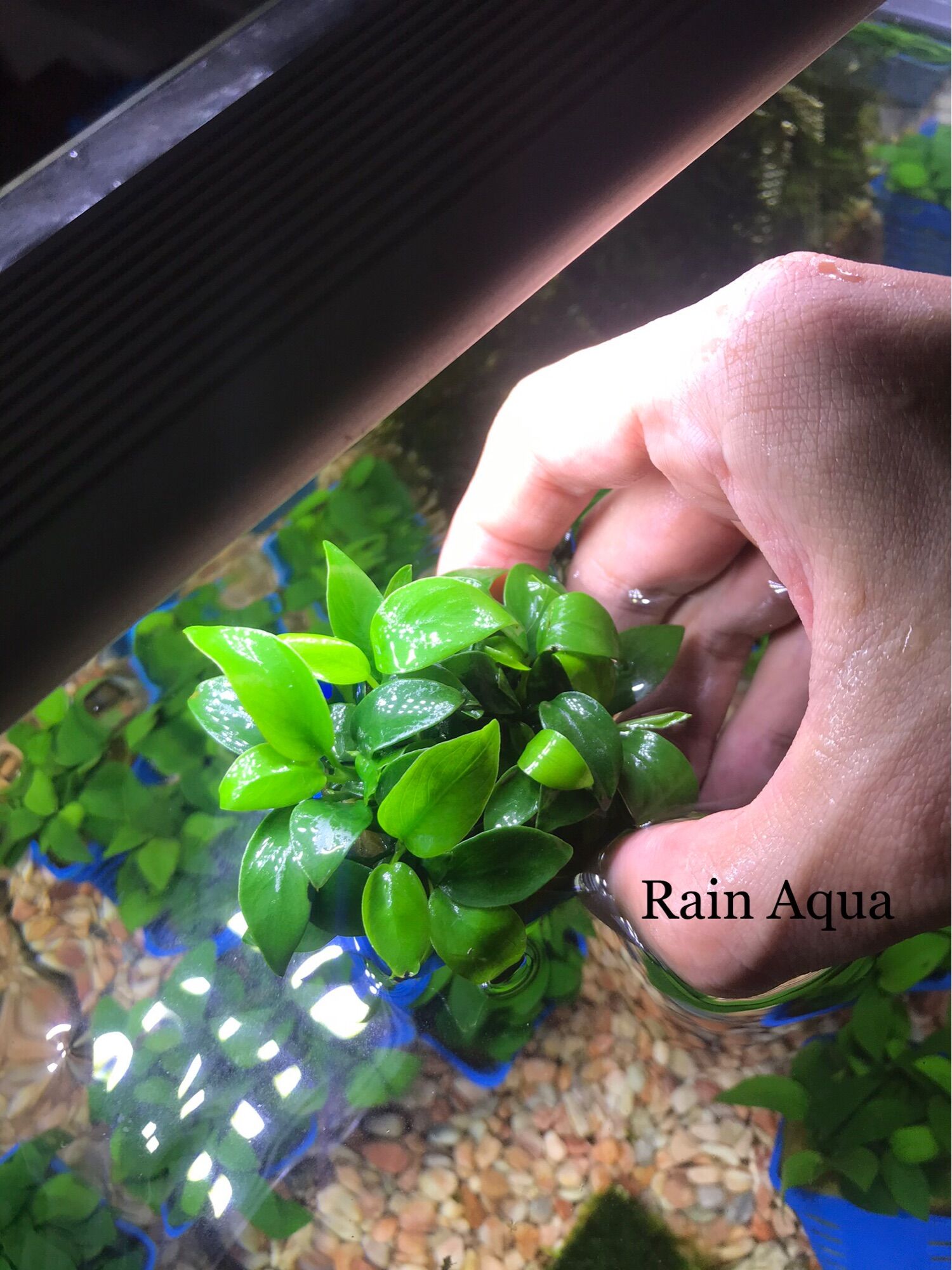 Cây Ráy Nana (Ráy lá nhỏ) - Cây ráy thuỷ sinh