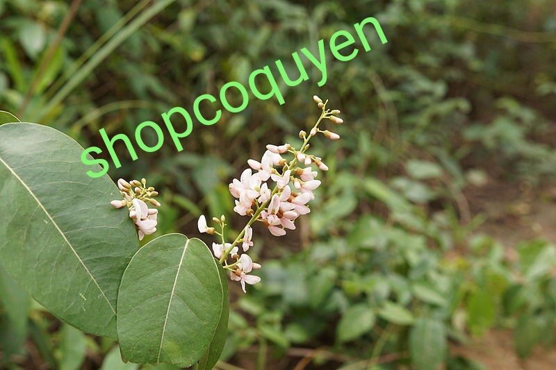 Dây cóc kèn tươi 1 kg
