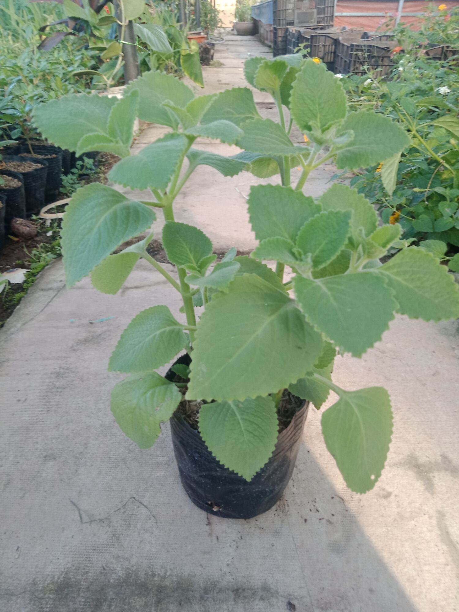 cây húng chanh bầu 3 cây