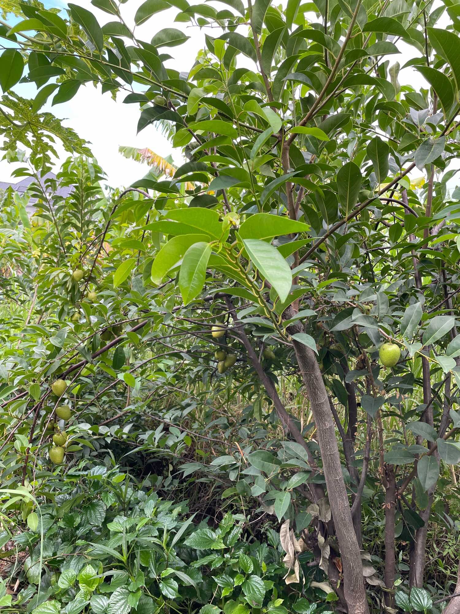 (Bình Dương) Lá bình bát tươi set 200g