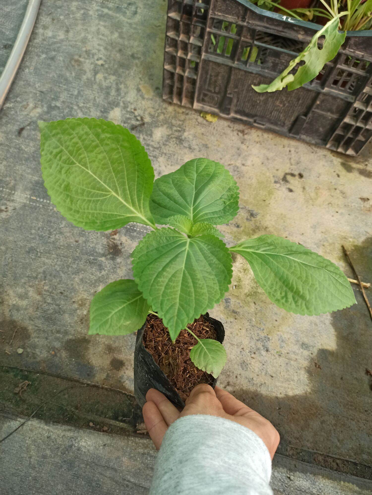 cây lá mè hàn quốc ( lá nhíp)