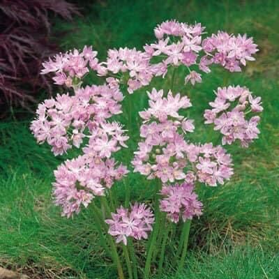 Củ hoa alium chơi Tết