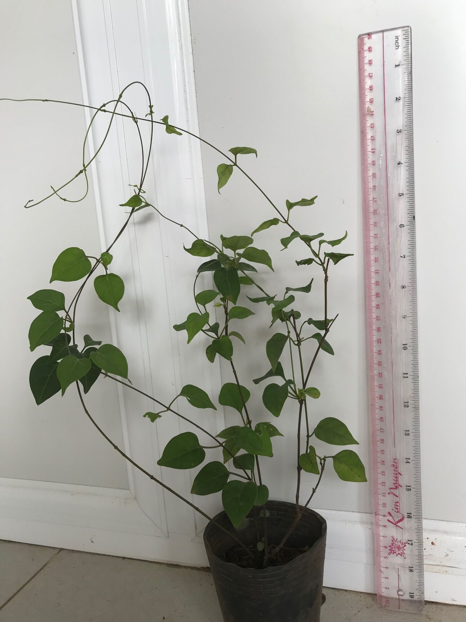 Cây lá giang lớn hình riêng từng cây