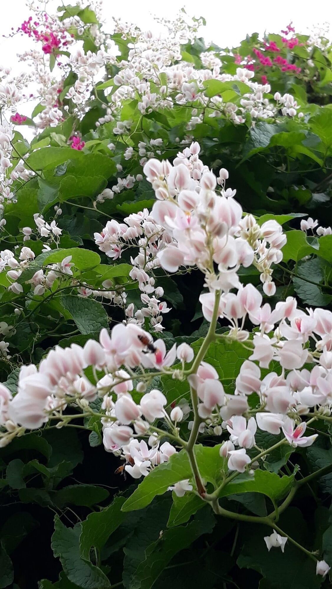 Cây giống hoa Tigon(1 bầu)