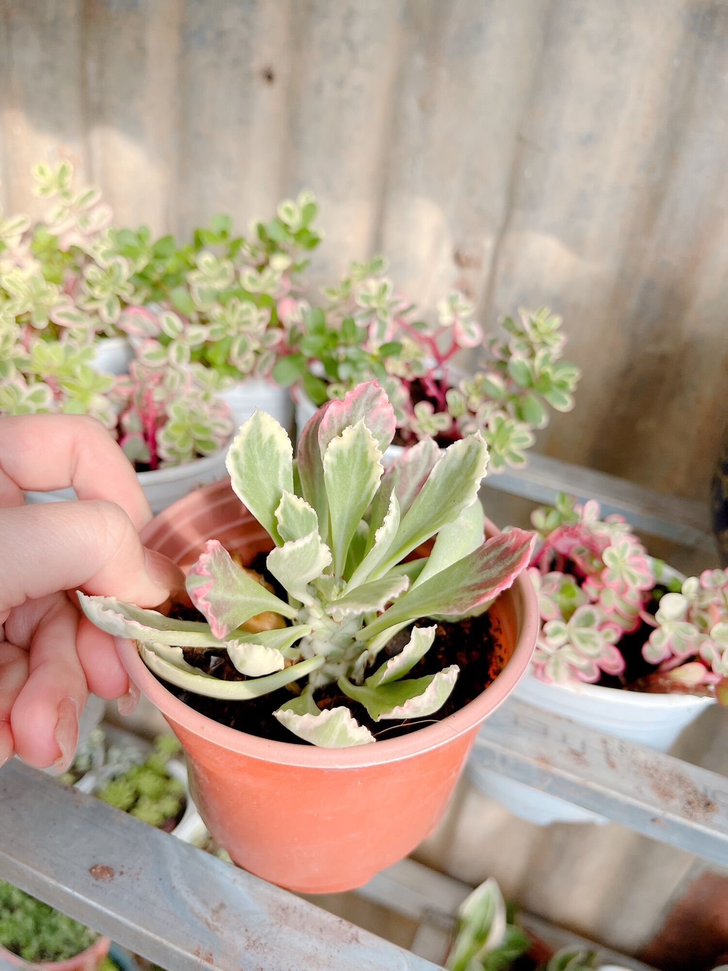 Sen đá ngọc kỳ lân size trung 5-7cm