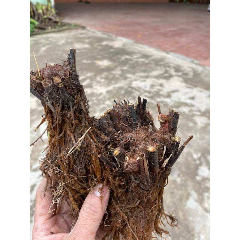 Dương xỉ thân gỗ (đang nhú mầm)