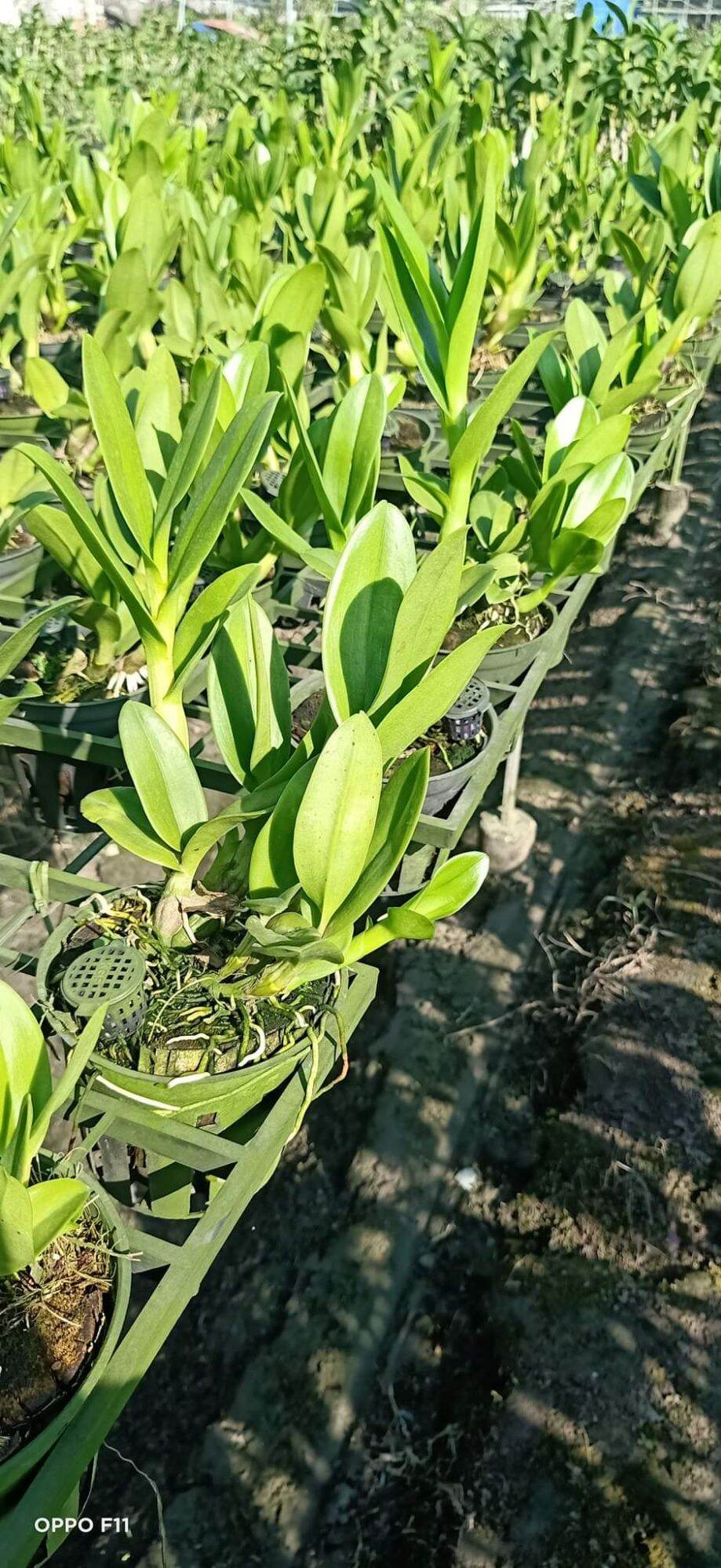 Lan denro nắng rồng xanh cây tơ đẹp