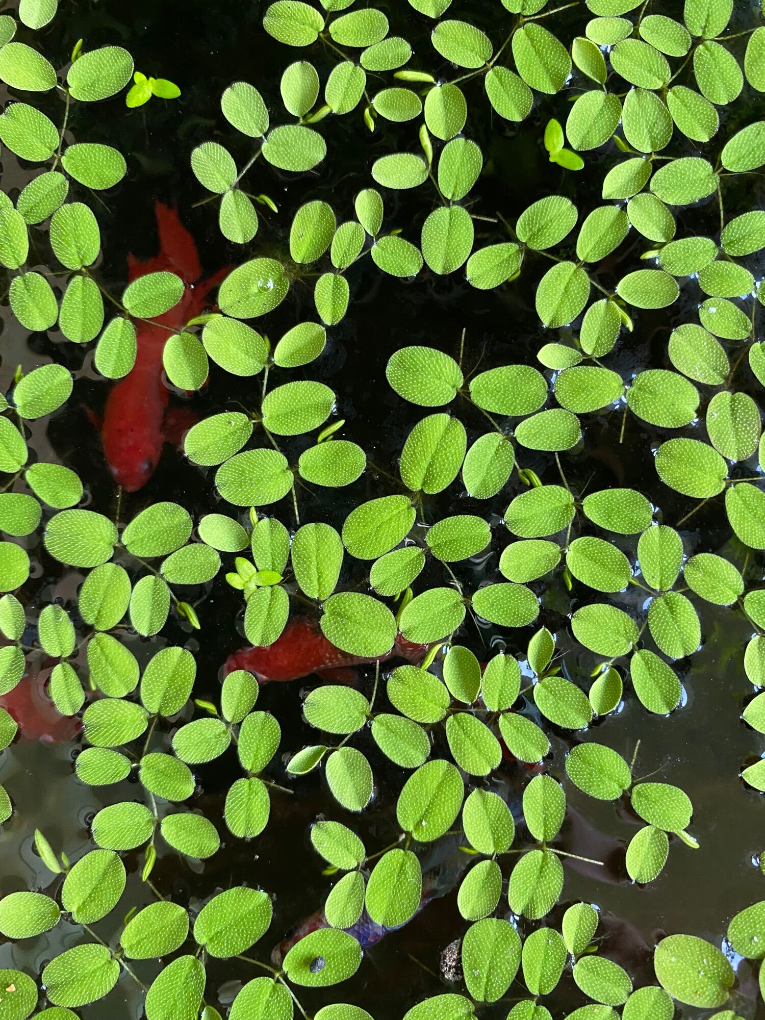 15 cây bèo thuỷ sinh