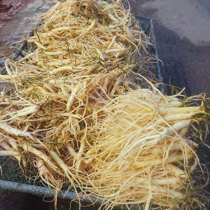 Sâm dây Ngọc Linh 15 củ/kg