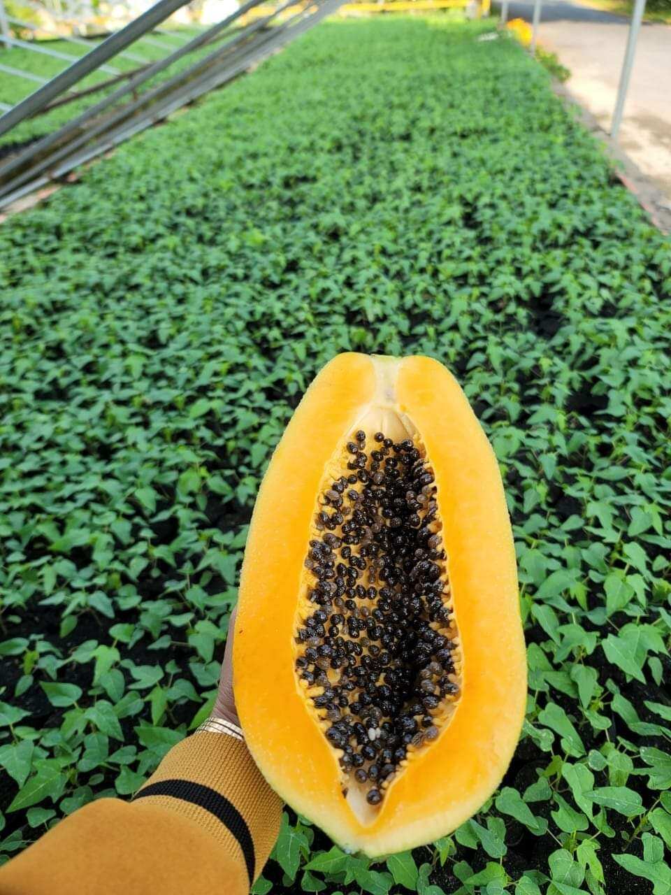 Cây giống đu đủ lùn thái 5 cây