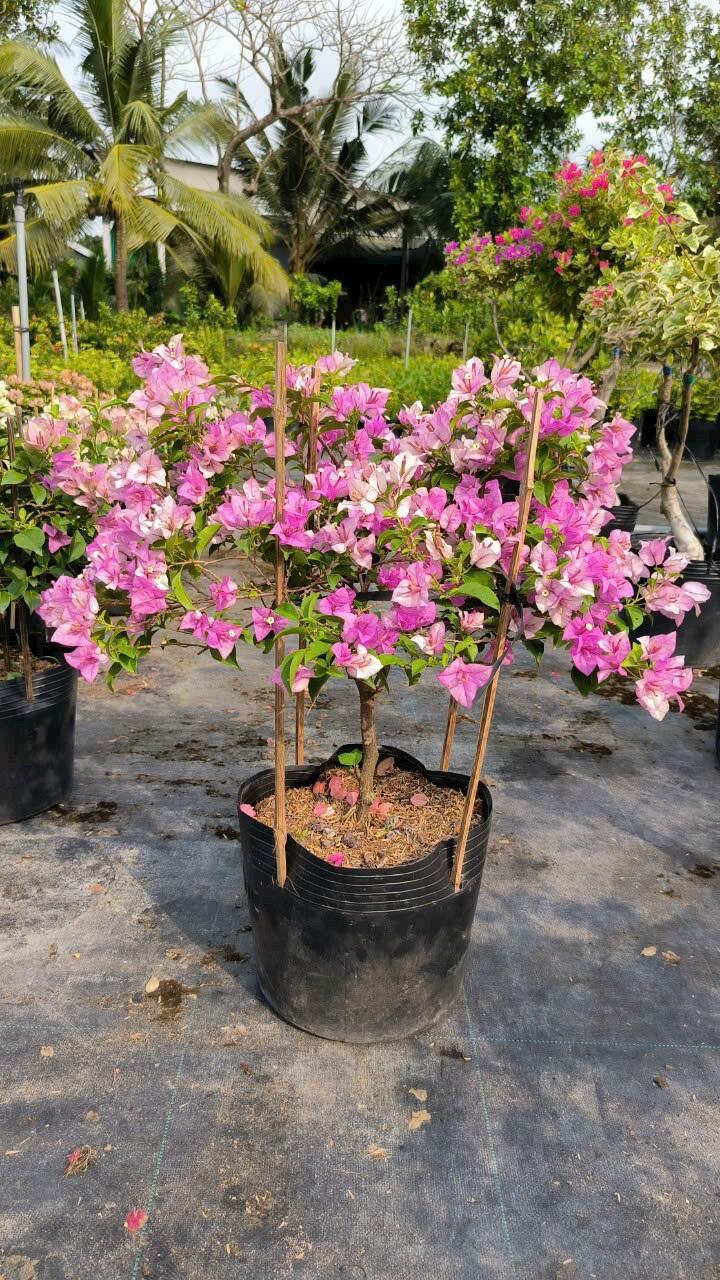 Cây hoa giấy tím tuyết