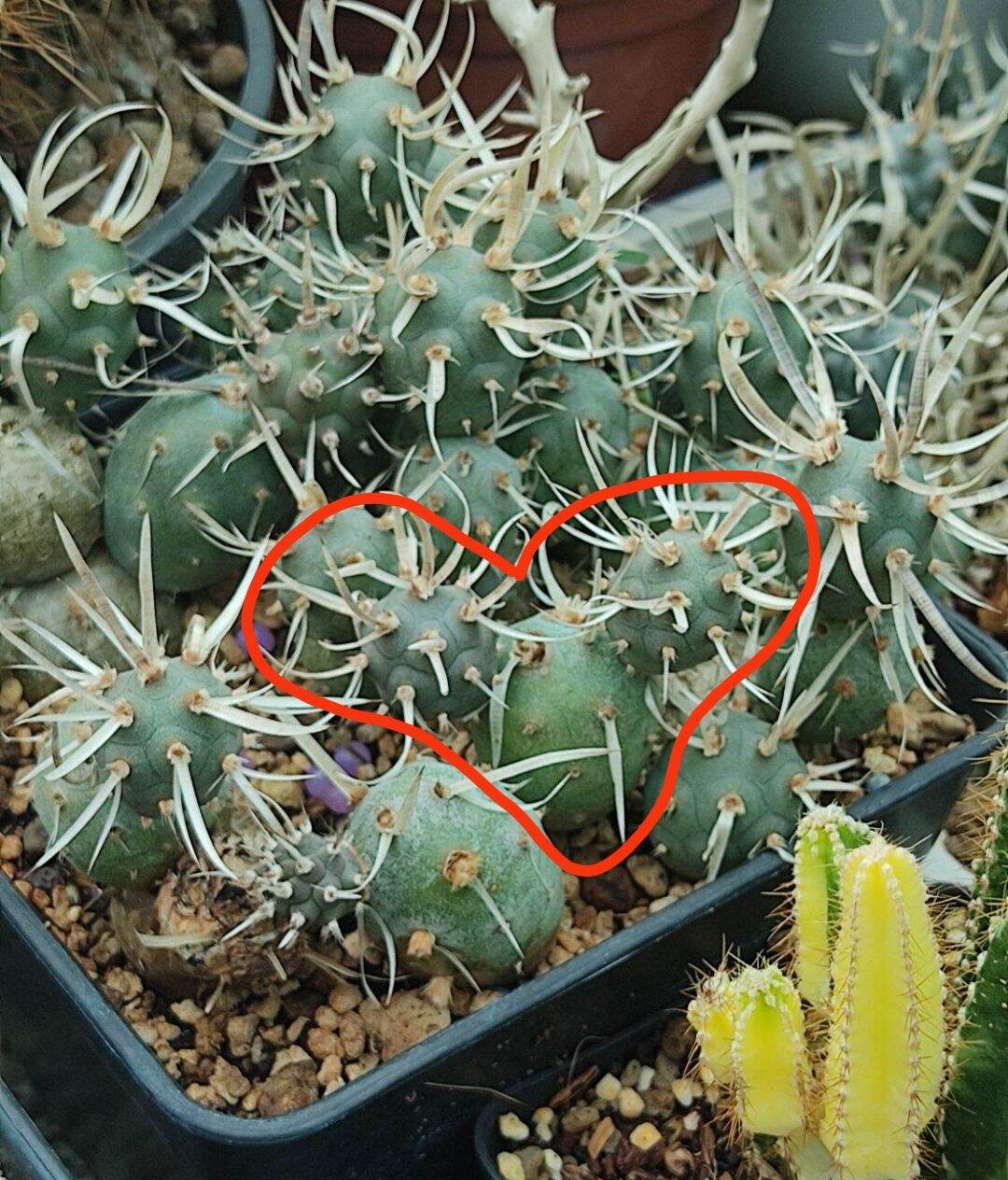 Cây xương rồng gai giấy